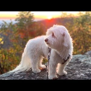 Meet your Posher, Yan